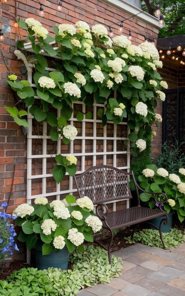 A photo of a well-decorated hydrangea garden. There's a white trellis fence attached to a brick garden wall, covered in climbing Hydrangea anomala petiolaris. The climbing hydrangea has heart-shaped leaves and clusters of lacy white flowers. At the base, there's a mix of shade-loving groundcovers like ajuga and creeping jenny. A wrought iron bench is placed beneath the trellis, surrounded by potted hydrangeas and string lights draped across the wall.