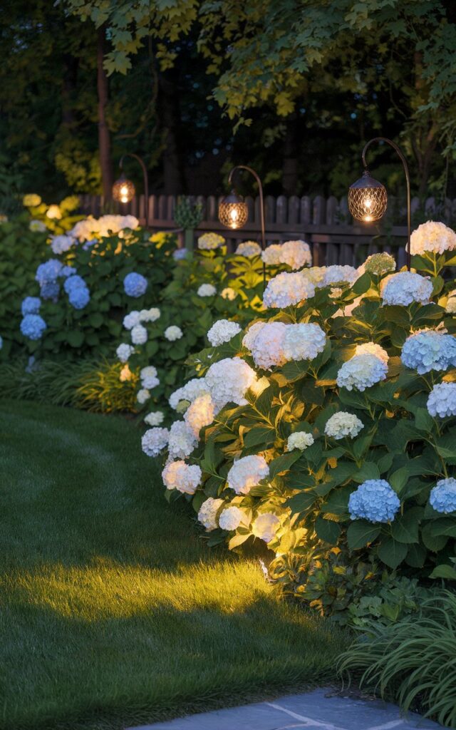 A photo of a well-decorated hydrangea garden glowing under the warmth of subtle garden lighting. The garden has white and pale blue hydrangea bushes. Small, strategically placed uplights are nestled among the bushes, casting a soft wash of golden light across the petals and illuminating the textured leaves. The surrounding lawn is lush and freshly trimmed, while a nearby stone pathway sparkles faintly in the light. Solar lanterns hang from shepherd hooks, and warm bulbs in decorative sconces cast indirect light across a low fence. The lighting transforms this hydrangea garden into an enchanting evening retreat, with blooms appearing to float like lanterns in the dusk.